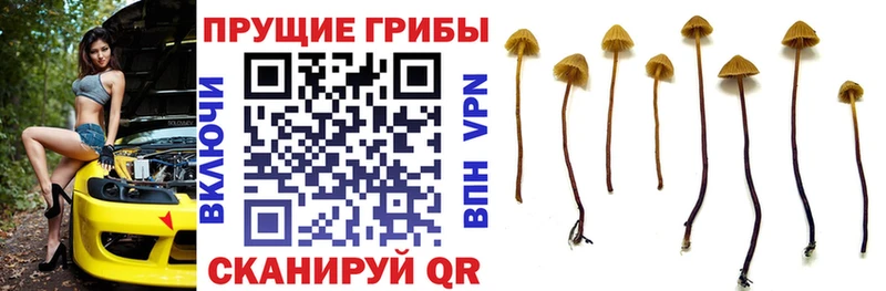 Купить где  Верхний Тагил  Псилоцибиновые грибы GOLDEN TEACHER 